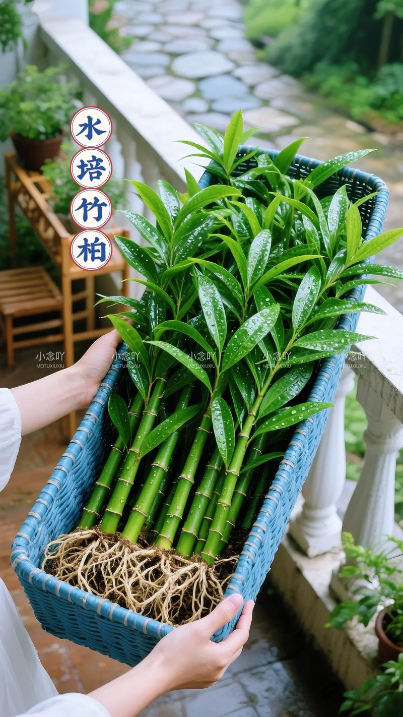 竹柏水培叶子发黄咋办?-第3张图片-吾爱花网 竹柏水培叶子发黄咋办?-第3张图片-吾爱花网