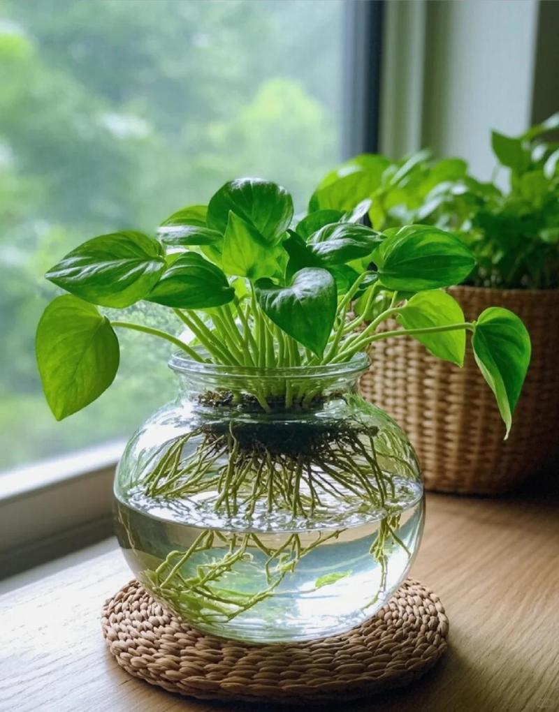 水培绿萝能加可乐当肥料吗?-第1张图片-吾爱花网 水培绿萝能加可乐当肥料吗?-第1张图片-吾爱花网