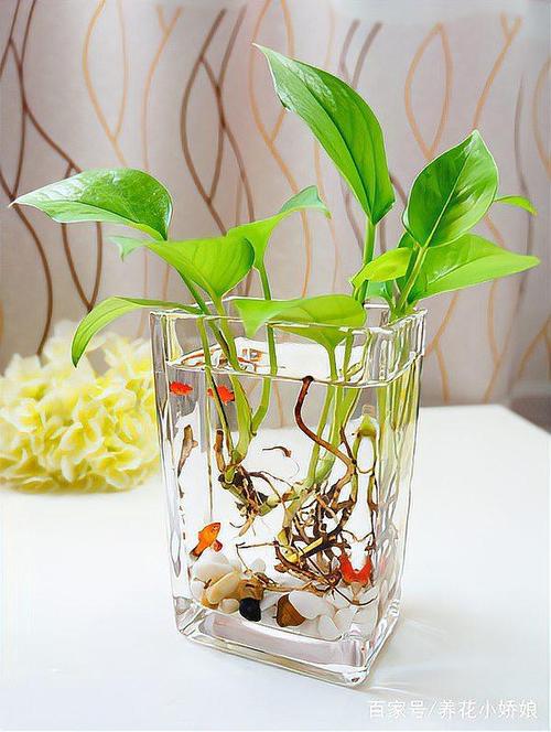 水培绿萝能加可乐当肥料吗?-第2张图片-吾爱花网 水培绿萝能加可乐当肥料吗?-第2张图片-吾爱花网