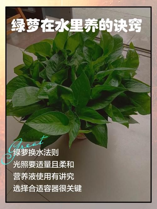 水培绿萝能加可乐当肥料吗?-第3张图片-吾爱花网 水培绿萝能加可乐当肥料吗?-第3张图片-吾爱花网