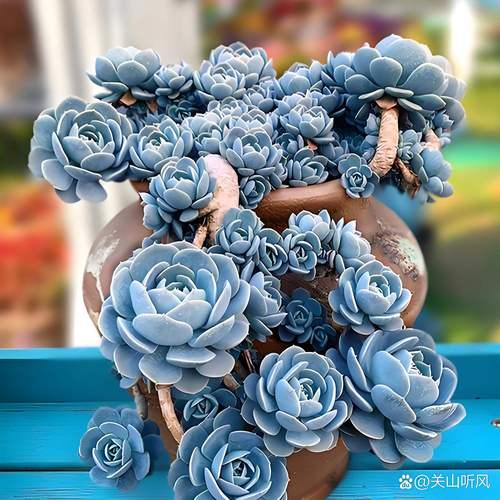 多肉浇凉开水会怎样?-第3张图片-吾爱花网 多肉浇凉开水会怎样?-第3张图片-吾爱花网