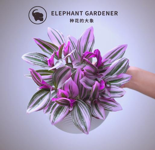 紫叶吊兰水培怎么养才好?-第2张图片-吾爱花网 紫叶吊兰水培怎么养才好?-第2张图片-吾爱花网