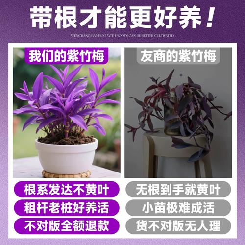 紫叶吊兰水培怎么养才好?-第3张图片-吾爱花网 紫叶吊兰水培怎么养才好?-第3张图片-吾爱花网