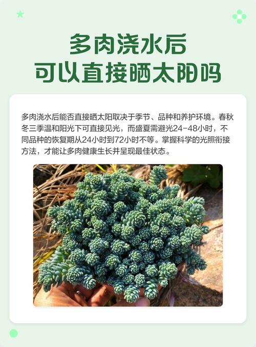 多肉种后多久能浇水？-第2张图片-吾爱花网