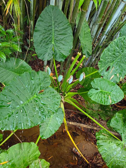 天南星科水培植物有哪些-第2张图片-吾爱花网 天南星科水培植物有哪些-第2张图片-吾爱花网