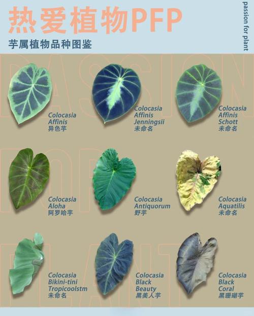 天南星科水培植物有哪些-第1张图片-吾爱花网 天南星科水培植物有哪些-第1张图片-吾爱花网