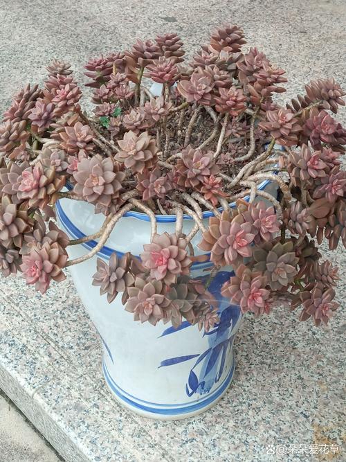 多肉初恋几天后可浇水？-第2张图片-吾爱花网