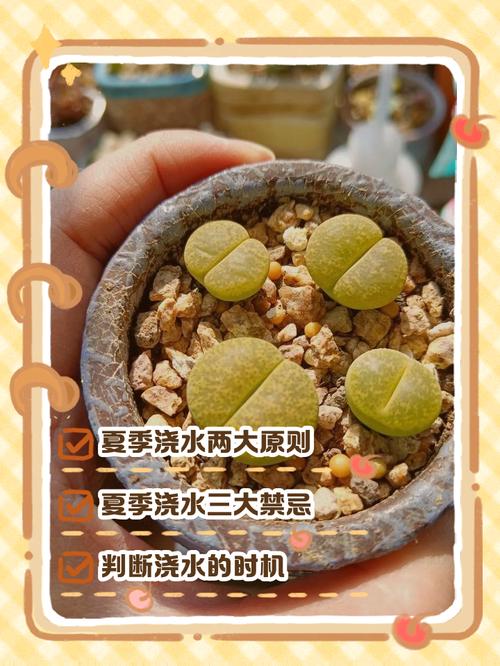 多肉初恋几天后可浇水?-第3张图片-吾爱花网 多肉初恋几天后可浇水?-第3张图片-吾爱花网