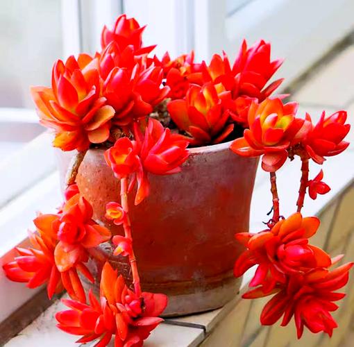 红色根须的多肉植物有哪些?-第2张图片-吾爱花网 红色根须的多肉植物有哪些?-第2张图片-吾爱花网