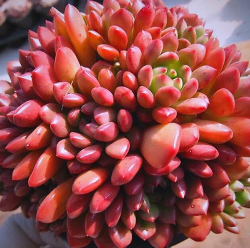 红色根须的多肉植物有哪些?-第1张图片-吾爱花网 红色根须的多肉植物有哪些?-第1张图片-吾爱花网