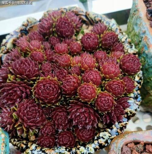 红色根须的多肉植物有哪些?-第3张图片-吾爱花网 红色根须的多肉植物有哪些?-第3张图片-吾爱花网