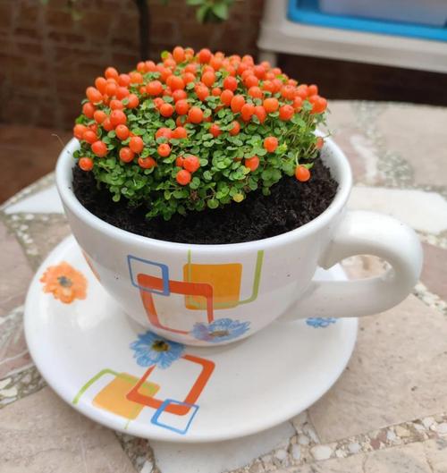 多肉珊瑚珠有毒吗?-第1张图片-吾爱花网 多肉珊瑚珠有毒吗?-第1张图片-吾爱花网