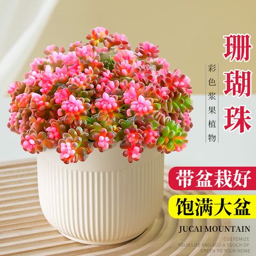 多肉珊瑚珠有毒吗?-第3张图片-吾爱花网 多肉珊瑚珠有毒吗?-第3张图片-吾爱花网