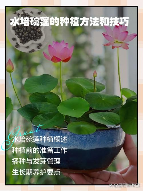 碗莲水培不用土能活吗?-第3张图片-吾爱花网 碗莲水培不用土能活吗?-第3张图片-吾爱花网