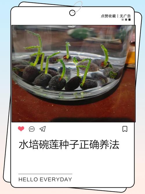 碗莲水培不用土能活吗?-第1张图片-吾爱花网 碗莲水培不用土能活吗?-第1张图片-吾爱花网