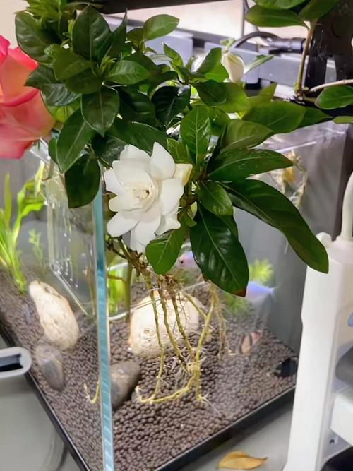 栀子花水培需要晒太阳吗-第3张图片-吾爱花网 栀子花水培需要晒太阳吗-第3张图片-吾爱花网
