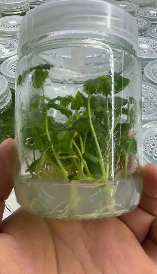 水培草莓能移栽土里吗?-第2张图片-吾爱花网 水培草莓能移栽土里吗?-第2张图片-吾爱花网