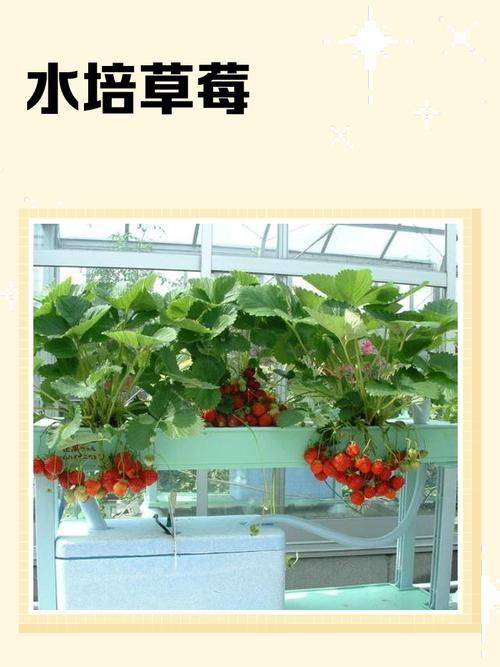 水培草莓能移栽土里吗?-第1张图片-吾爱花网 水培草莓能移栽土里吗?-第1张图片-吾爱花网