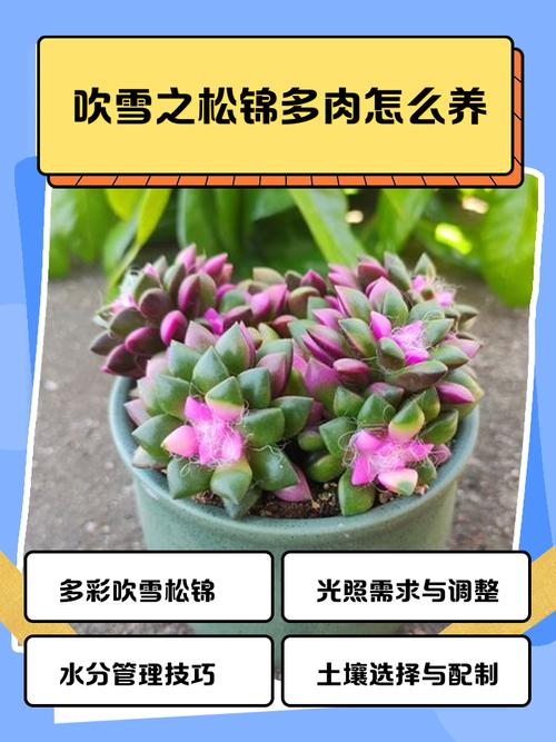 多肉冬天开花后要怎么处理?-第1张图片-吾爱花网 多肉冬天开花后要怎么处理?-第1张图片-吾爱花网