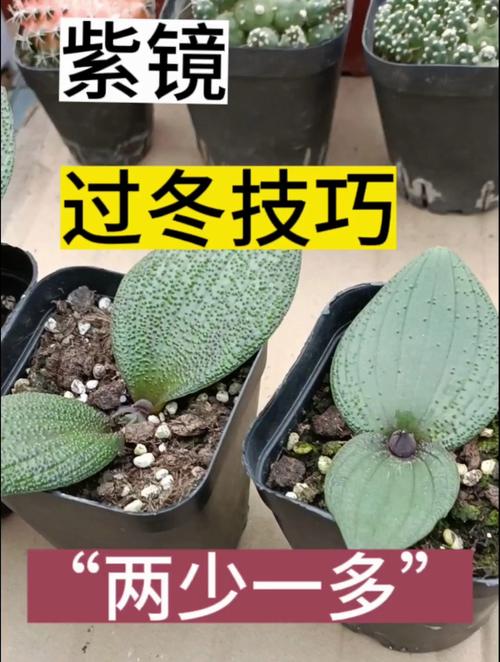 多肉冬天开花后要怎么处理？-第3张图片-吾爱花网