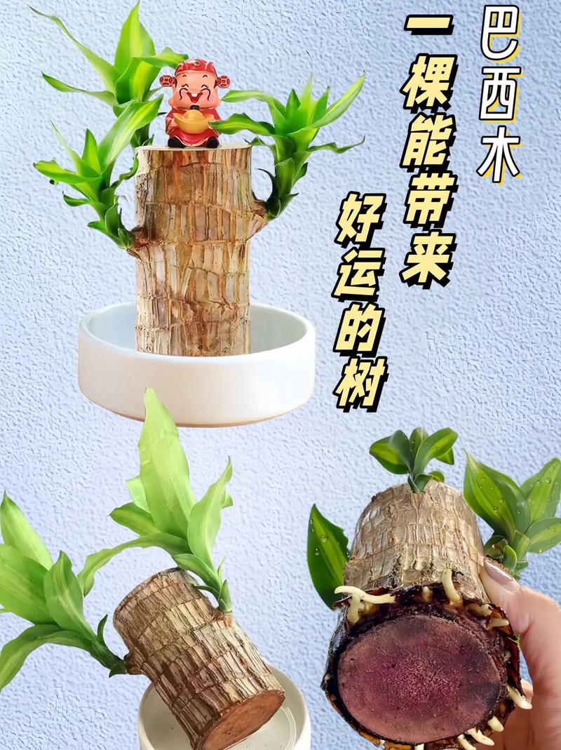 水培巴西木发红怎么回事-第3张图片-吾爱花网 水培巴西木发红怎么回事-第3张图片-吾爱花网