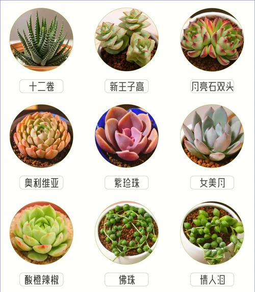 多肉品种名字图片有哪些？-第3张图片-吾爱花网