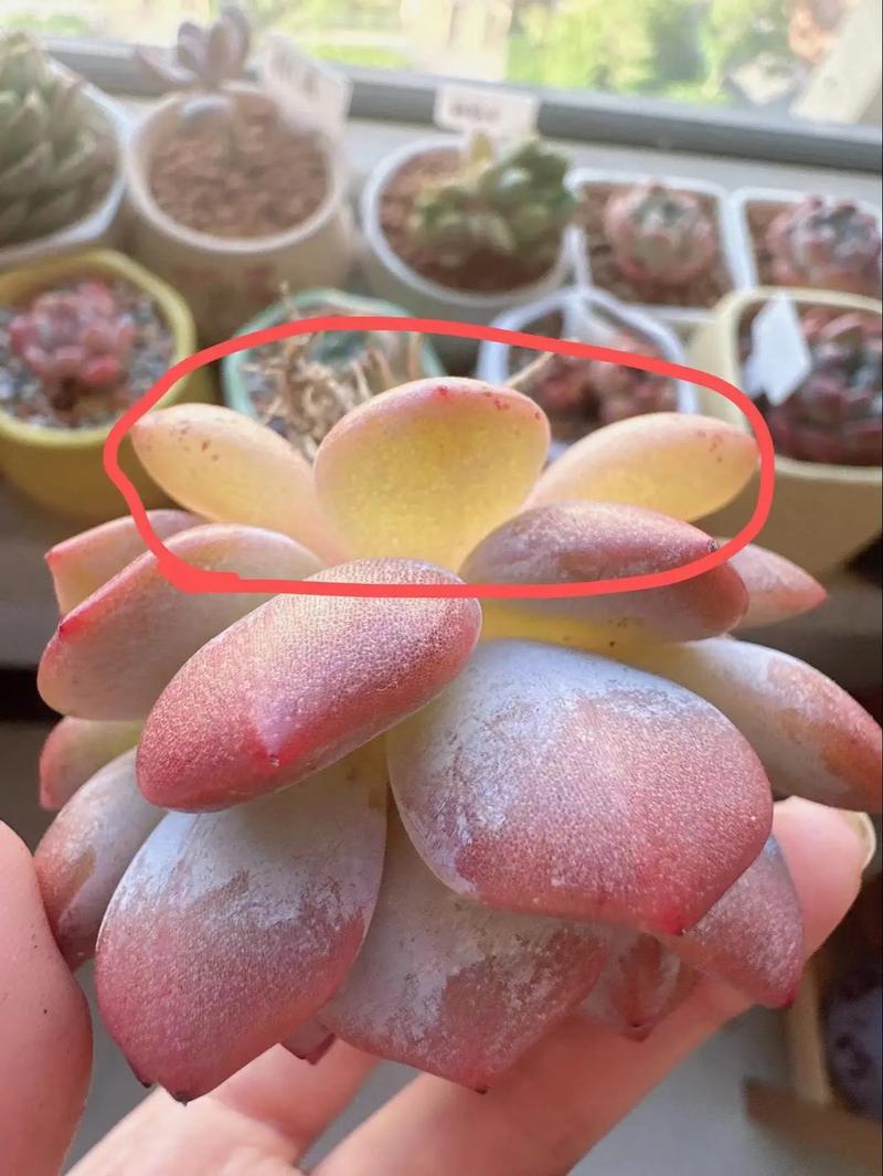 多肉叶片化水是缺水还是烂根了?-第1张图片-吾爱花网 多肉叶片化水是缺水还是烂根了?-第1张图片-吾爱花网