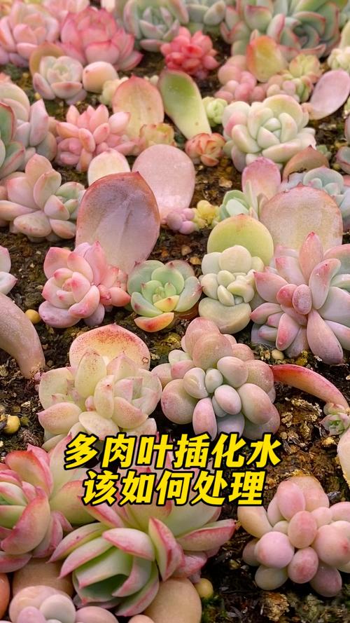 多肉叶片化水是缺水还是烂根了?-第2张图片-吾爱花网 多肉叶片化水是缺水还是烂根了?-第2张图片-吾爱花网