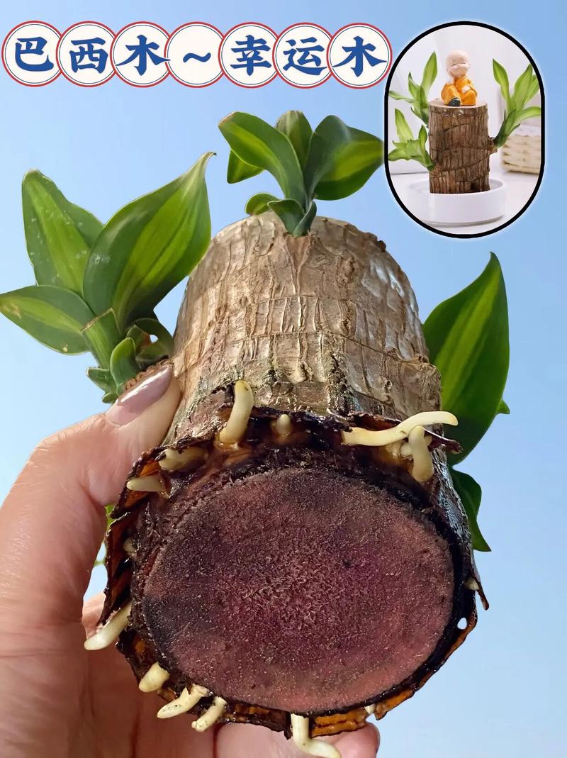 巴西木水培底部为何要放小石子?-第1张图片-吾爱花网 巴西木水培底部为何要放小石子?-第1张图片-吾爱花网