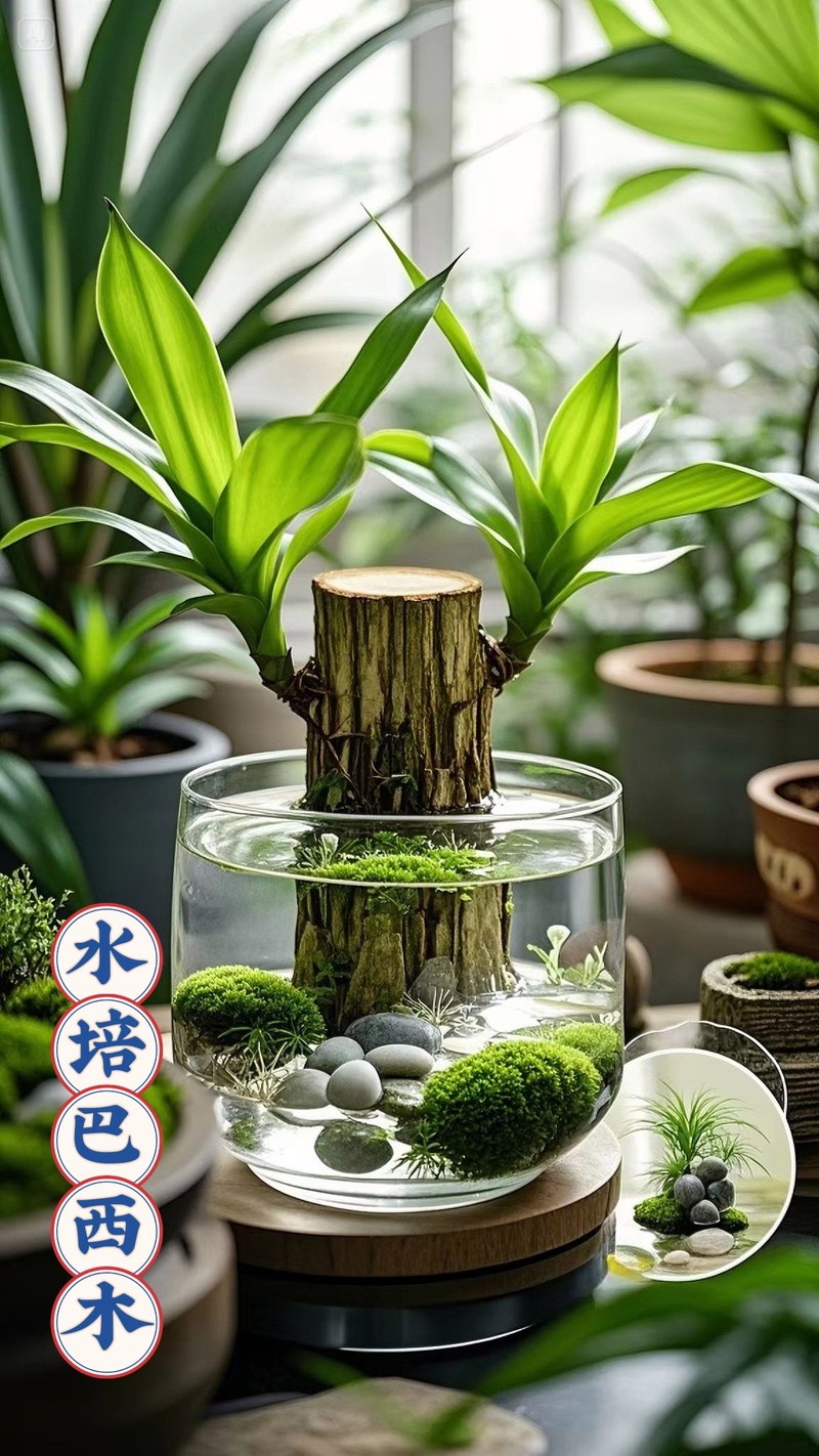 巴西木水培底部为何要放小石子?-第3张图片-吾爱花网 巴西木水培底部为何要放小石子?-第3张图片-吾爱花网