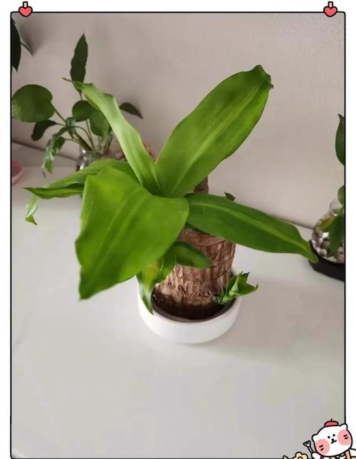 巴西木水培底部为何要放小石子?-第2张图片-吾爱花网 巴西木水培底部为何要放小石子?-第2张图片-吾爱花网