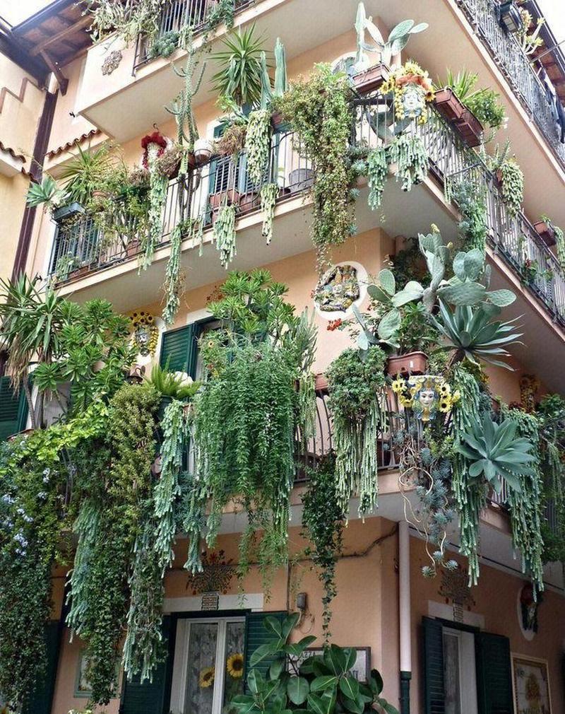 多肉能种墙上吗?怎么种?-第2张图片-吾爱花网 多肉能种墙上吗?怎么种?-第2张图片-吾爱花网