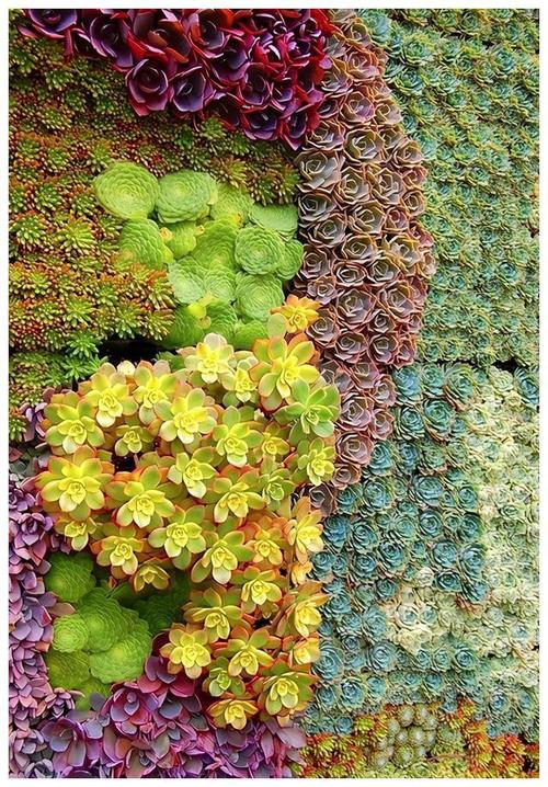 多肉能种墙上吗？怎么种？-第3张图片-吾爱花网