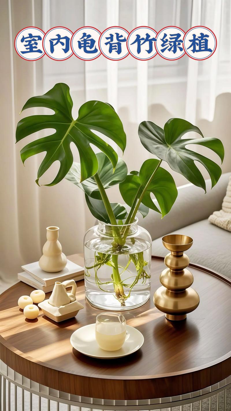 可室内长期养的水培植物-第1张图片-吾爱花网 可室内长期养的水培植物-第1张图片-吾爱花网