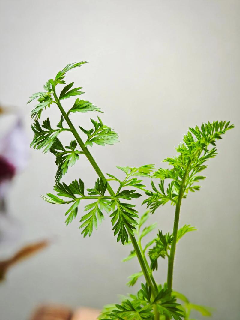 水培萝卜头真能长出萝卜吗?-第2张图片-吾爱花网 水培萝卜头真能长出萝卜吗?-第2张图片-吾爱花网