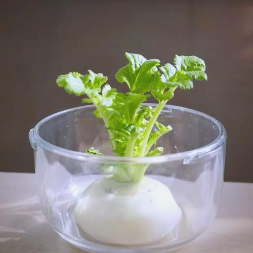 水培萝卜头真能长出萝卜吗?-第1张图片-吾爱花网 水培萝卜头真能长出萝卜吗?-第1张图片-吾爱花网