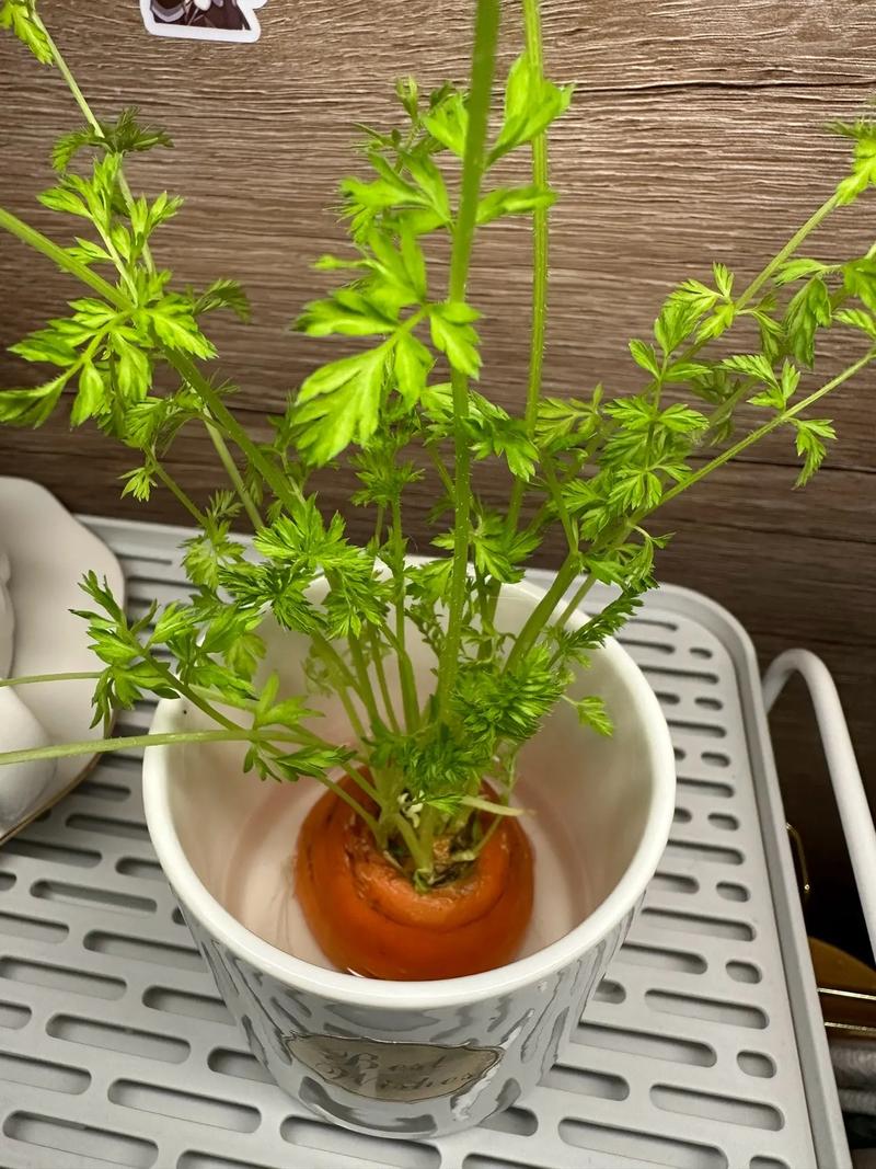 水培萝卜头真能长出萝卜吗?-第3张图片-吾爱花网 水培萝卜头真能长出萝卜吗?-第3张图片-吾爱花网