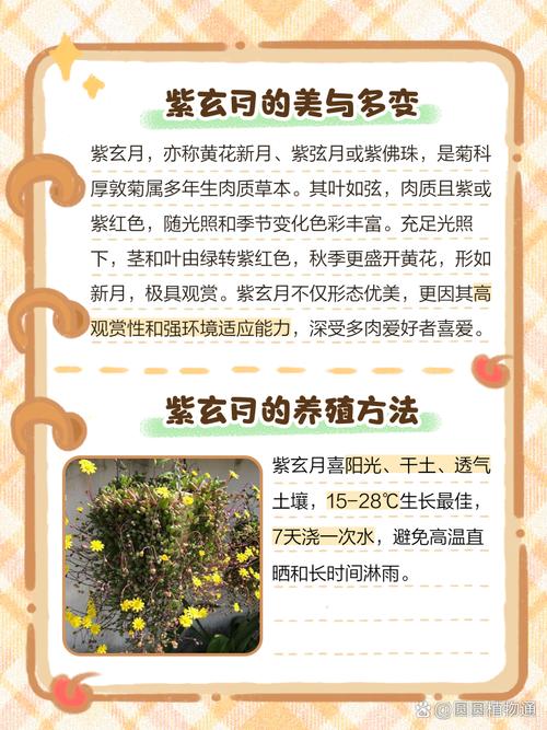 玄月多肉怎么养才爆盆？-第2张图片-吾爱花网