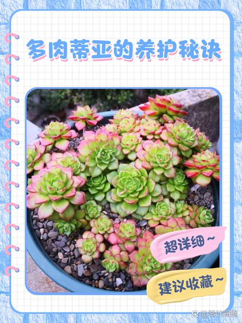 蒂亚叶子扦插怎么活？-第2张图片-吾爱花网