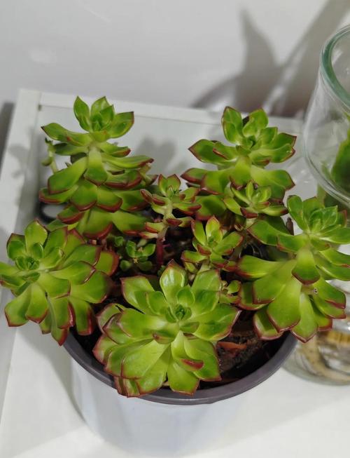 蒂亚叶子扦插怎么活?-第1张图片-吾爱花网 蒂亚叶子扦插怎么活?-第1张图片-吾爱花网