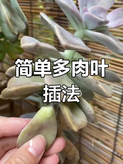 蒂亚叶子扦插怎么活？-第3张图片-吾爱花网