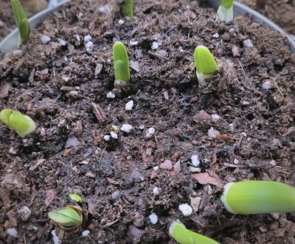 水仙发芽后光照要多久?-第1张图片-吾爱花网 水仙发芽后光照要多久?-第1张图片-吾爱花网