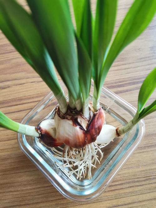 水仙发芽后光照要多久?-第2张图片-吾爱花网 水仙发芽后光照要多久?-第2张图片-吾爱花网