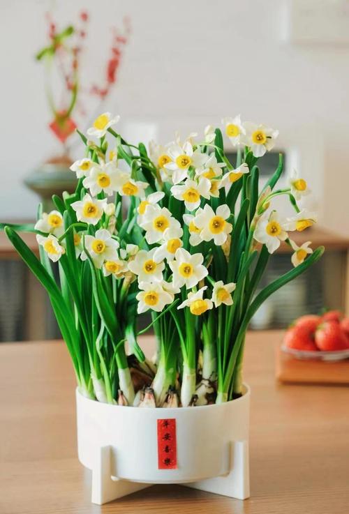 水仙发芽后光照要多久?-第3张图片-吾爱花网 水仙发芽后光照要多久?-第3张图片-吾爱花网