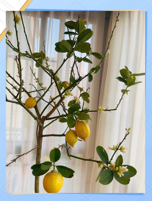 柠檬树盆栽为何不结果?-第3张图片-吾爱花网 柠檬树盆栽为何不结果?-第3张图片-吾爱花网