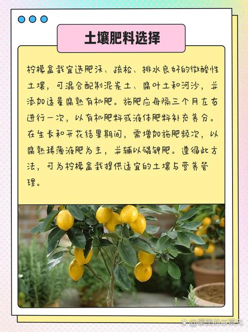 柠檬树盆栽为何不结果?-第2张图片-吾爱花网 柠檬树盆栽为何不结果?-第2张图片-吾爱花网