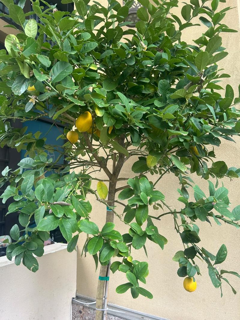 柠檬树盆栽为何不结果?-第1张图片-吾爱花网 柠檬树盆栽为何不结果?-第1张图片-吾爱花网