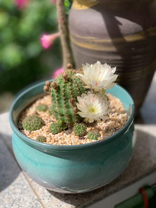 多肉植物适合用沙子养吗?-第1张图片-吾爱花网 多肉植物适合用沙子养吗?-第1张图片-吾爱花网