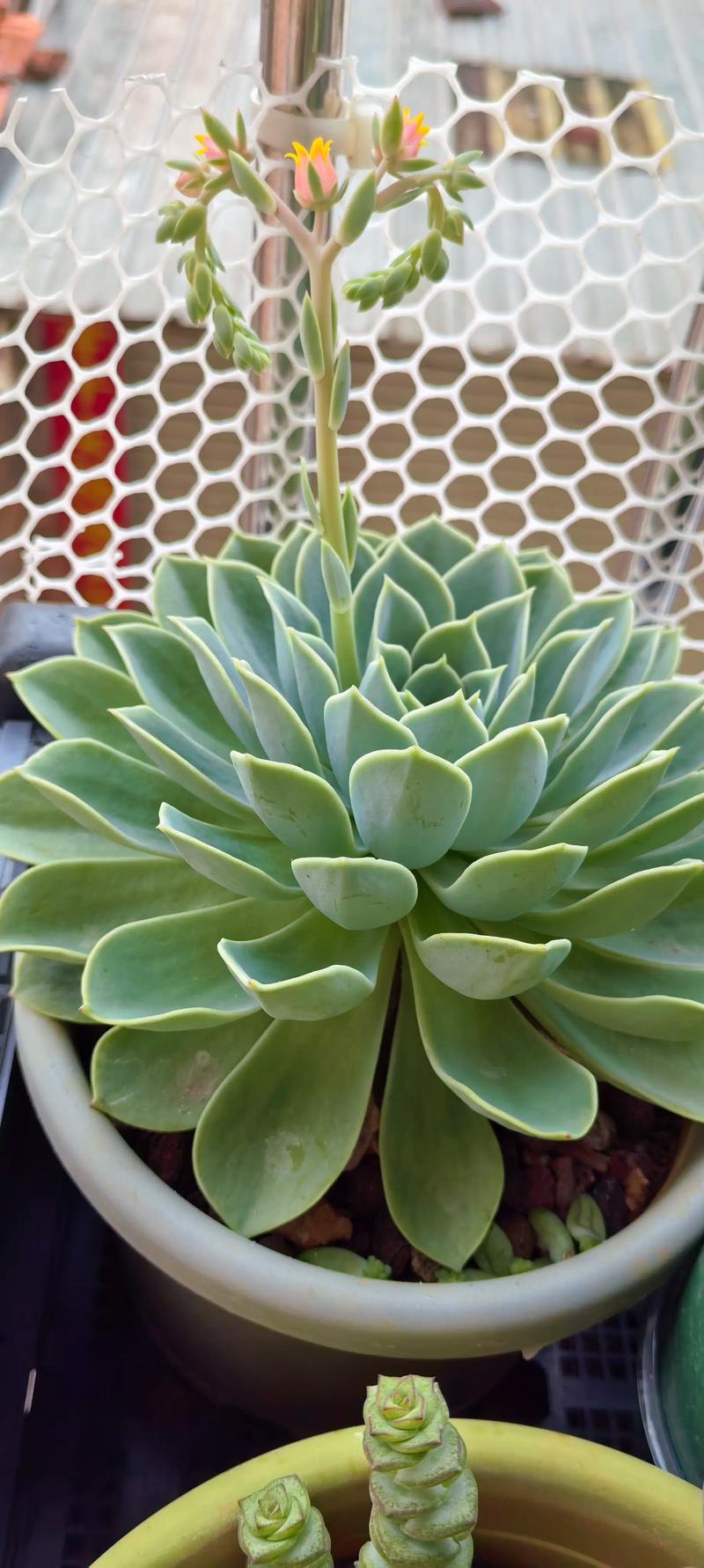 多肉植物适合用沙子养吗？-第3张图片-吾爱花网