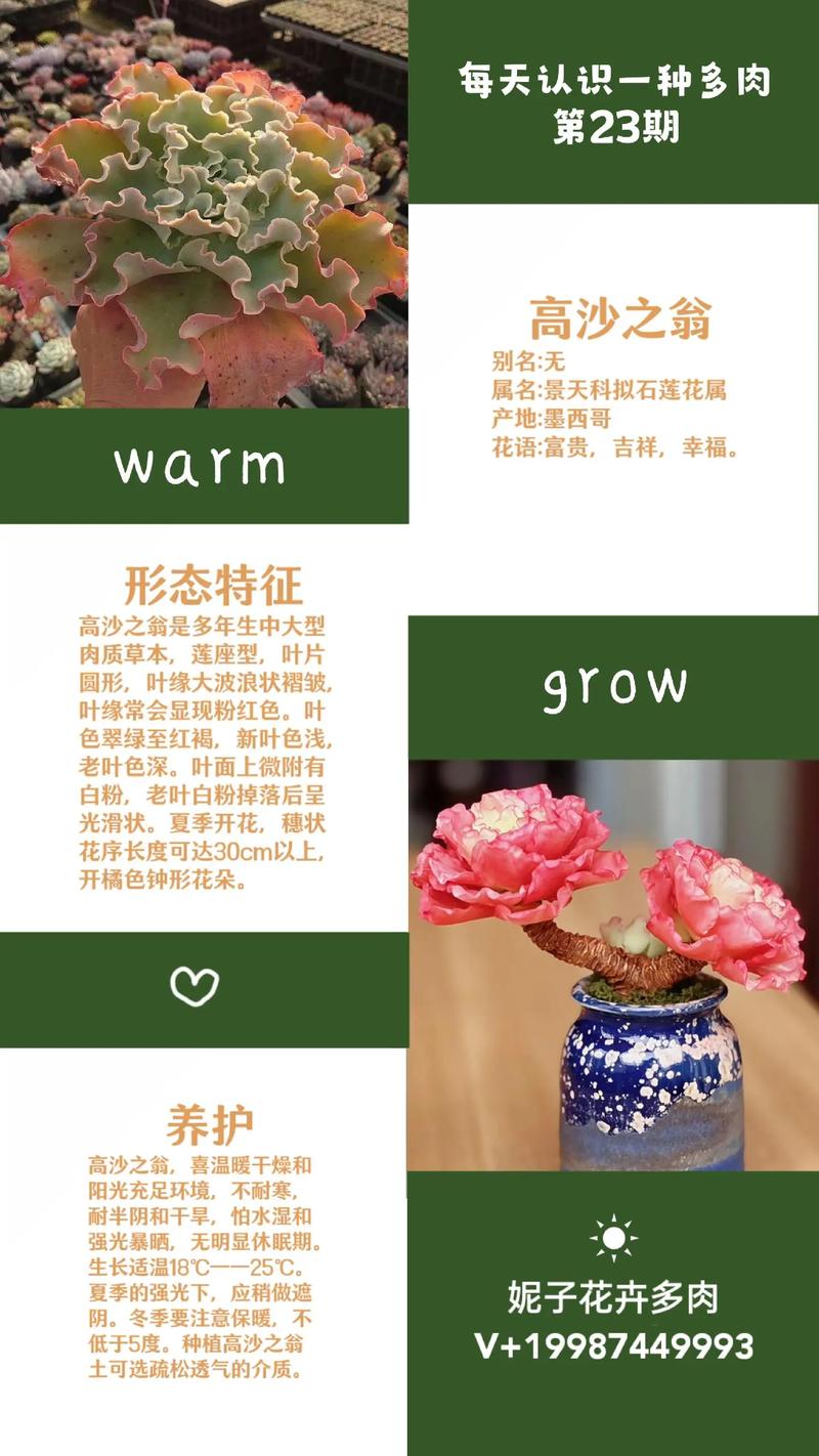 多肉植物适合用沙子养吗?-第2张图片-吾爱花网 多肉植物适合用沙子养吗?-第2张图片-吾爱花网